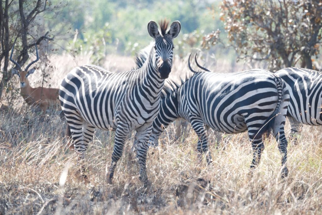 zebre tanzania